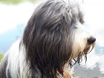 Perdu chien bearded collie Turin Italie