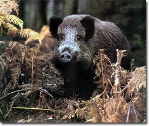 chasse aux gros gibiers Gondrecourt-le-Château Meuse