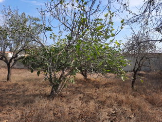 Vente Terrain 300 m goudronné Kondar Kalàa Kébira Sousse Tunisie