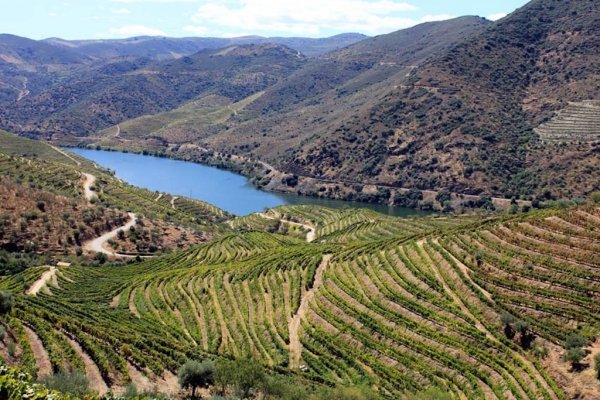 Vente Ferme production vin Douro Porto Portugal