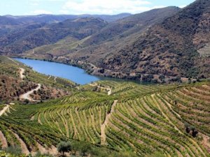 Vente Ferme production vin Douro Porto Portugal