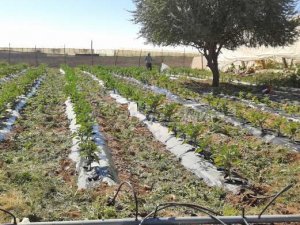 vente ferme Taroudant Taroudannt Maroc