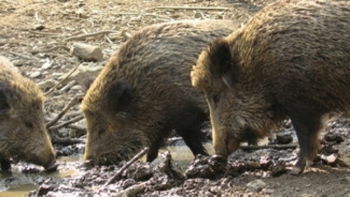 partenaires chasse sangliers chevreuils Gondrecourt-le-Château Meuse