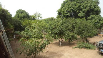 Vente Verger YENE accès national Toubab Dialao Sénégal