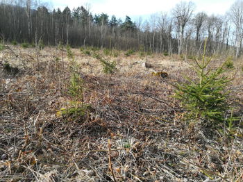 Vente Pré-bois sapins épicéas Servin Doubs