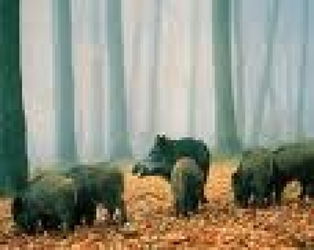jour chasse Gondrecourt-le-Château Meuse