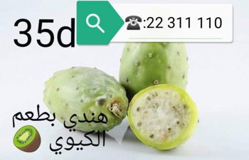 plante figuier Barbarie figue barbarie gout kiwi Tunis Tunisie