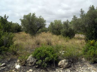 Vente terrain agricole finca ametlla mar espagne Tarragone