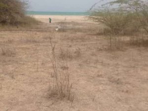 Vente Terrain 3ha pieds dans l&#039;eau mbodiène Mbodienne Sénégal