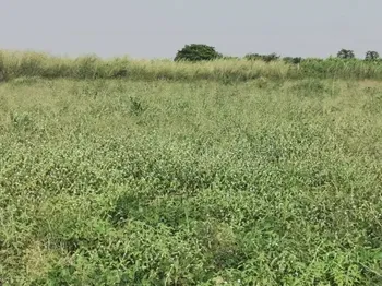 Vente TERRAINS SINTHIOU MBADANE M&#039;Bour Sénégal