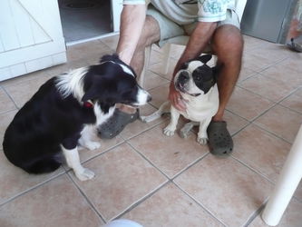 Garde Ballades Bons Soins Pour Vôtre Chien Vitrolles Bouches du Rhône