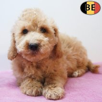 cockapoo
