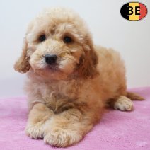 cockapoo