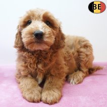 cockapoo