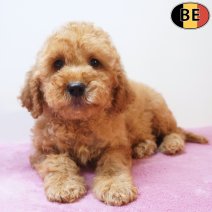 cockapoo