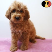 cockapoo