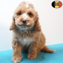 cockapoo